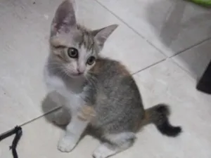 Gato raça SRD-ViraLata idade 2 a 6 meses nome sem nome