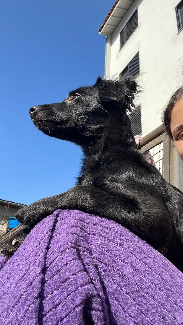 Cachorro raça SRD-ViraLata idade 2 a 6 meses nome Penélope