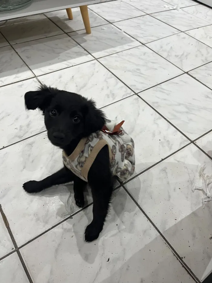 Cachorro raça SRD-ViraLata idade 2 a 6 meses nome Penélope