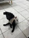 Penélope