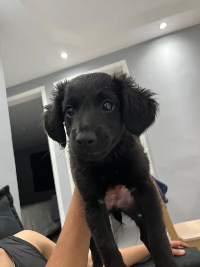 Cachorro raça SRD-ViraLata idade 2 a 6 meses nome Penélope