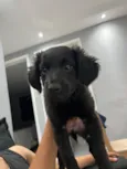 Penélope