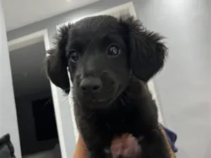 Cachorro raça SRD-ViraLata idade 2 a 6 meses nome Penélope