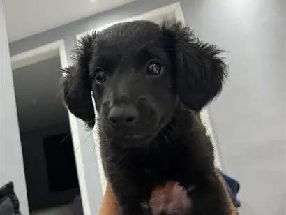 Cachorro raça SRD-ViraLata idade 2 a 6 meses nome Penélope