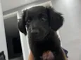 Penélope
