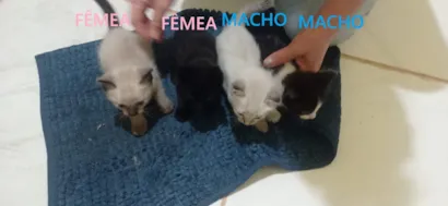 Gato raça Siamês idade Abaixo de 2 meses nome Sem nomes
