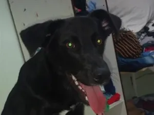 Cachorro raça Labrador idade 3 anos nome Ricota