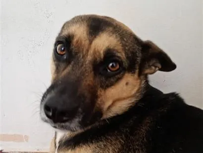 Cachorro raça SRD-ViraLata idade 4 anos nome Nina 
