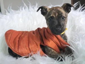 Cachorro raça SRD-ViraLata idade Abaixo de 2 meses nome Lisa