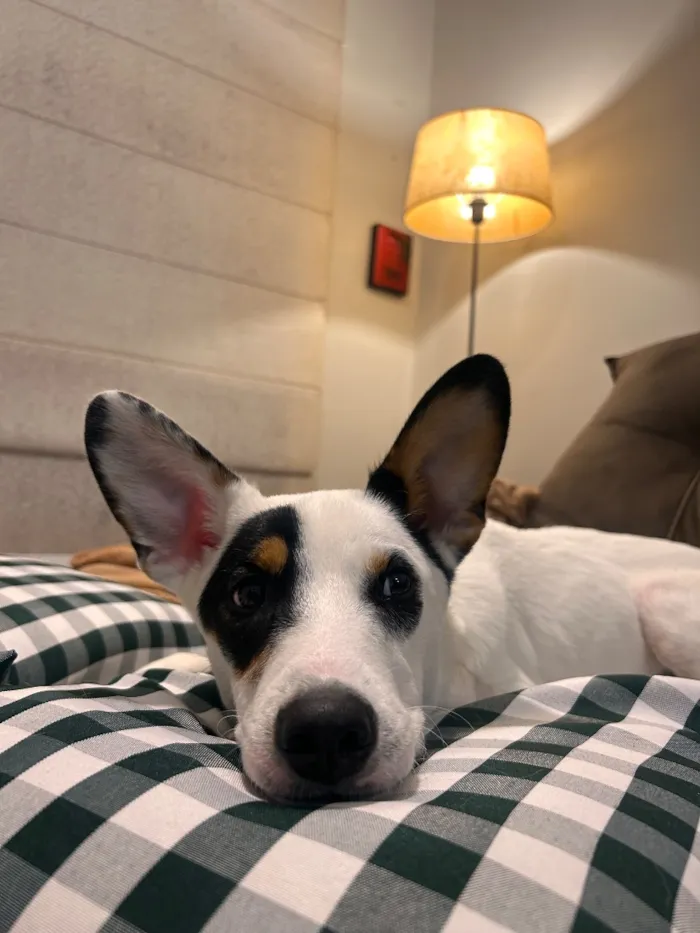 Cachorro raça SRD-ViraLata idade 7 a 11 meses nome Luffy