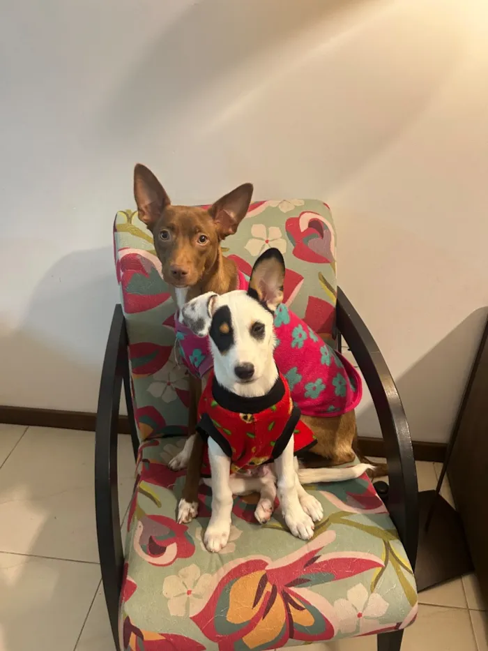 Cachorro raça SRD-ViraLata idade 7 a 11 meses nome Luffy