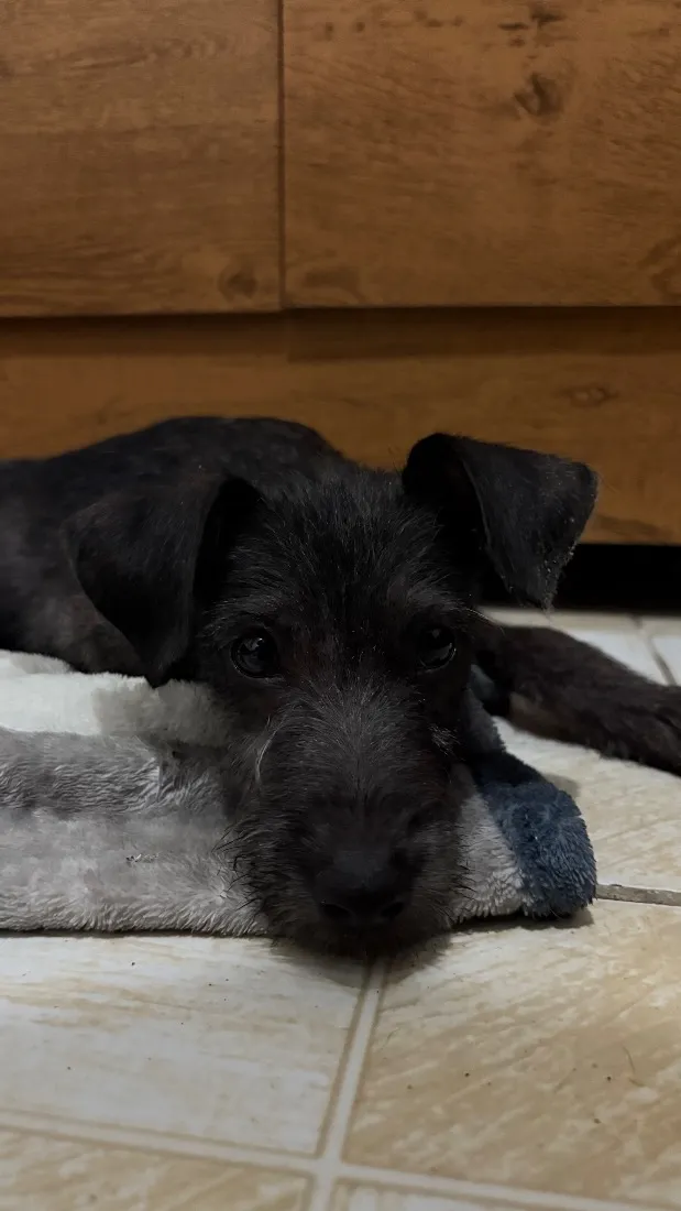 Cachorro raça SRD-ViraLata idade Abaixo de 2 meses nome Nala