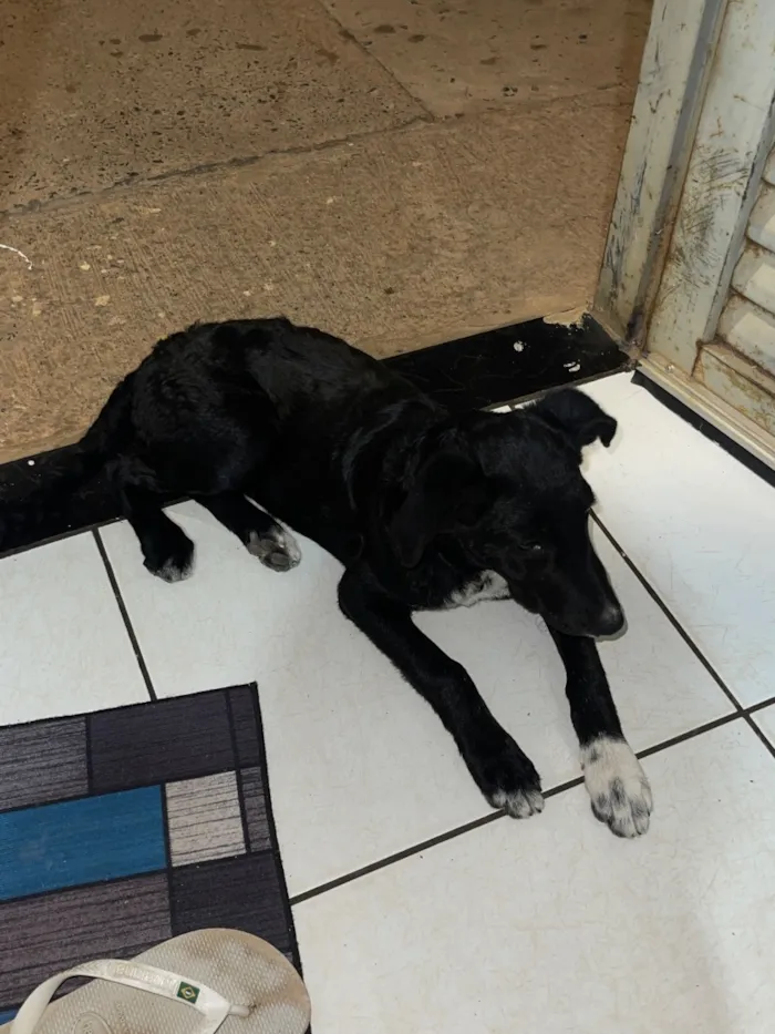 Cachorro raça SRD-ViraLata idade 2 a 6 meses nome Kiara