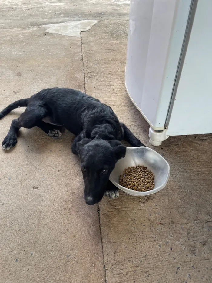 Cachorro raça SRD-ViraLata idade 2 a 6 meses nome Kiara