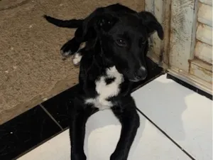 Cachorro raça SRD-ViraLata idade 2 a 6 meses nome Kiara