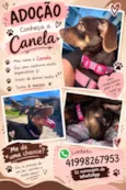 Canela