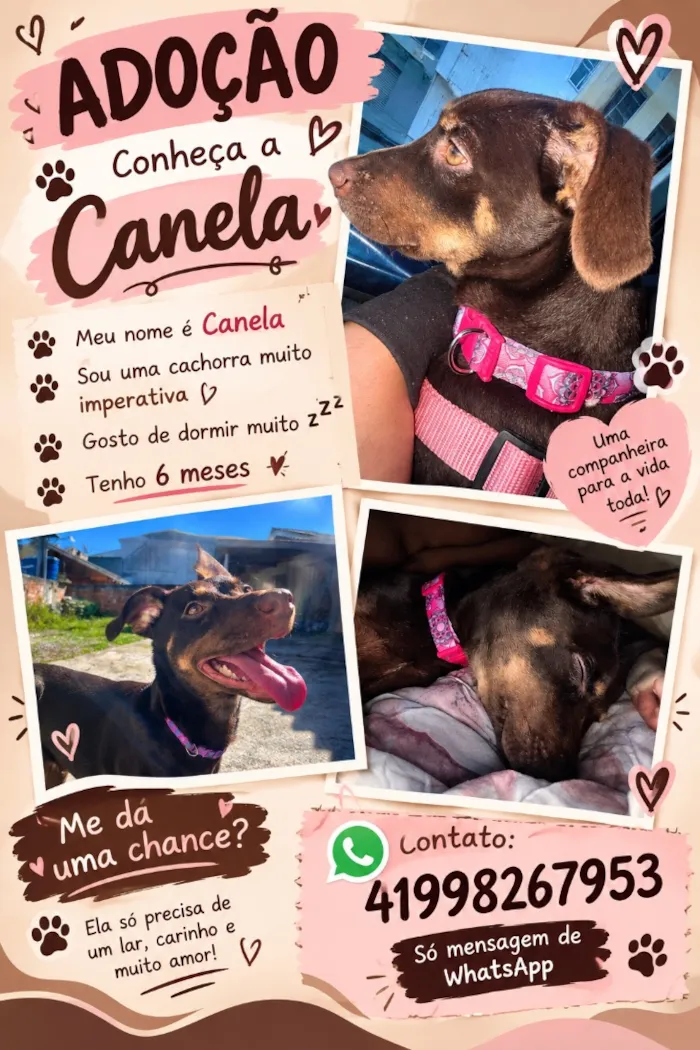 Cachorro raça SRD-ViraLata idade 2 a 6 meses nome Canela