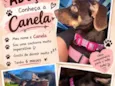Canela