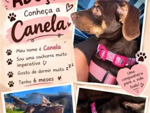 Cachorro raça SRD-ViraLata idade 2 a 6 meses nome Canela