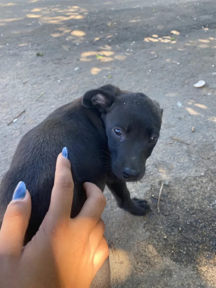 Cachorro raça SRD-ViraLata idade 2 a 6 meses nome bibi