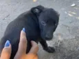 bibi