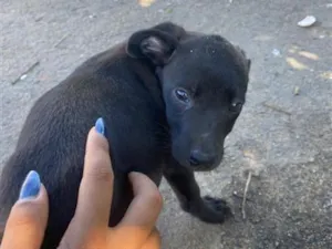 Cachorro raça SRD-ViraLata idade 2 a 6 meses nome bibi