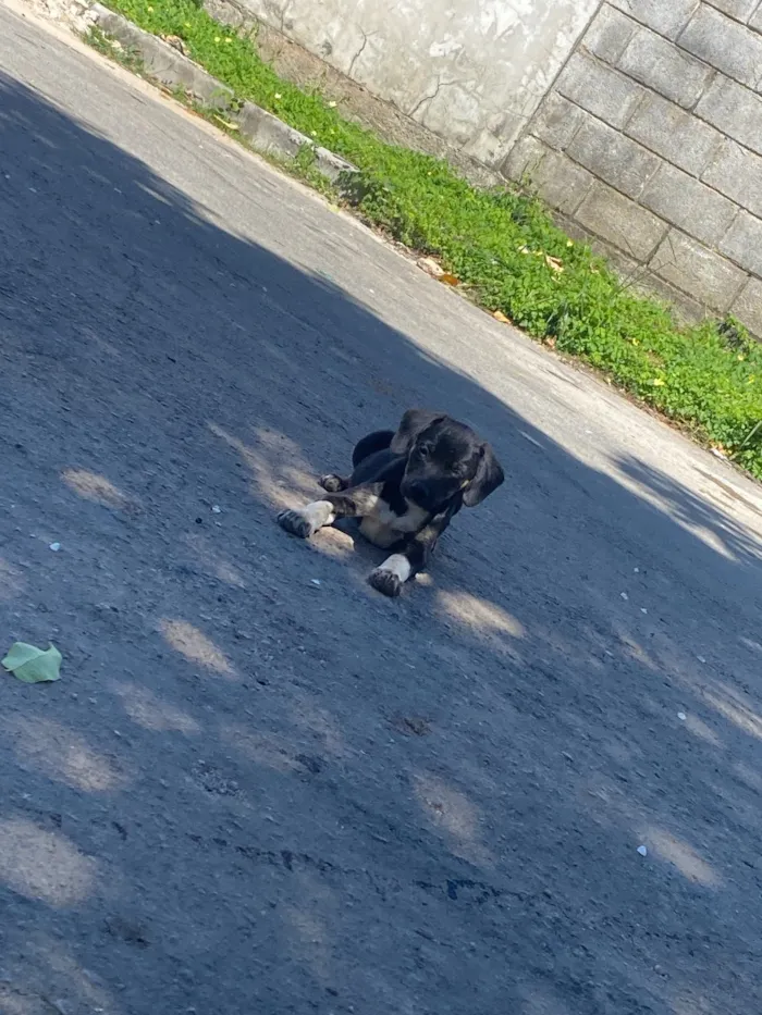 Cachorro raça SRD-ViraLata idade 2 a 6 meses nome bebel