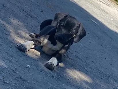 Cachorro raça SRD-ViraLata idade 2 a 6 meses nome bebel