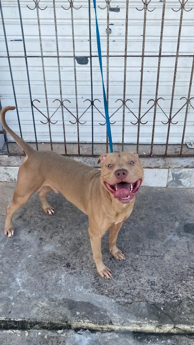 Cachorro raça Pit-Bull idade 4 anos nome Ellijah