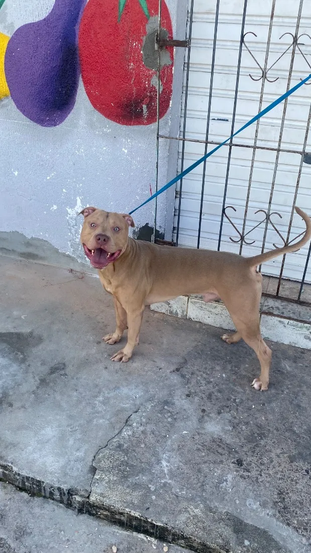 Cachorro raça Pit-Bull idade 4 anos nome Ellijah