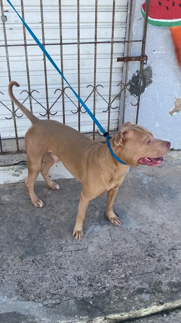 Cachorro raça Pit-Bull idade 4 anos nome Ellijah