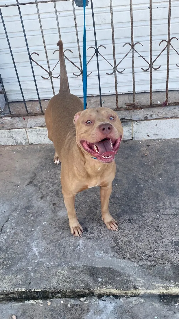 Cachorro raça Pit-Bull idade 4 anos nome Ellijah