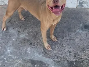 Cachorro raça Pit-Bull idade 4 anos nome Ellijah