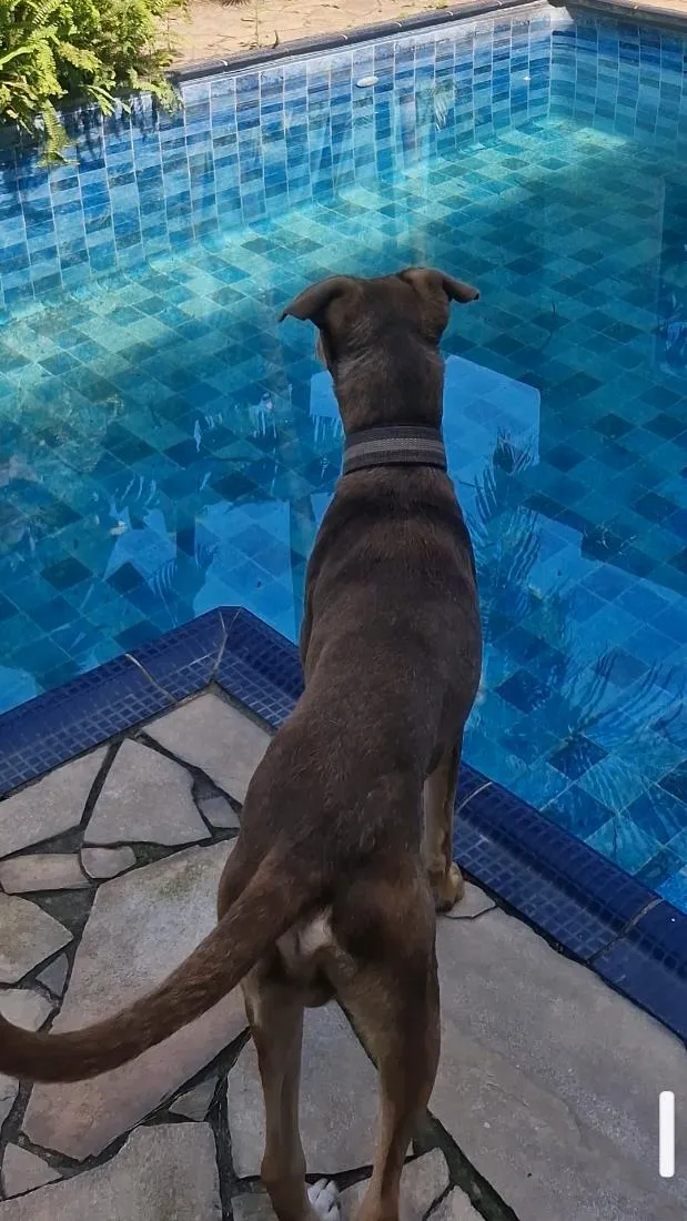 Cachorro raça SRD-ViraLata idade 2 anos nome Valente