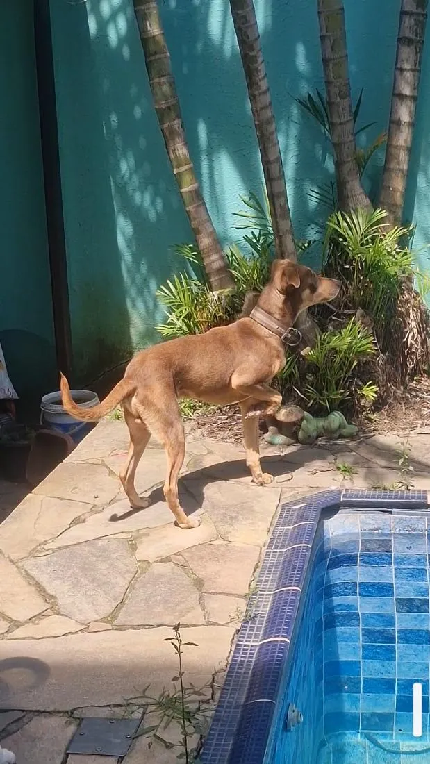 Cachorro raça SRD-ViraLata idade 2 anos nome Valente