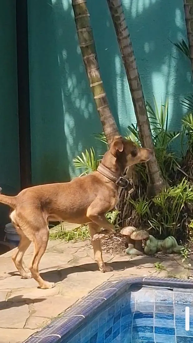 Cachorro raça SRD-ViraLata idade 2 anos nome Valente