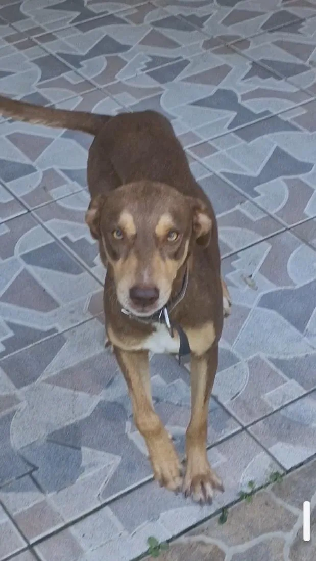 Cachorro raça SRD-ViraLata idade 2 anos nome Valente