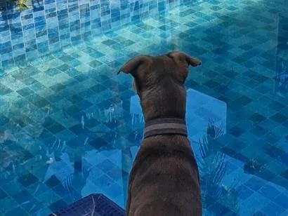 Cachorro raça SRD-ViraLata idade 2 anos nome Valente