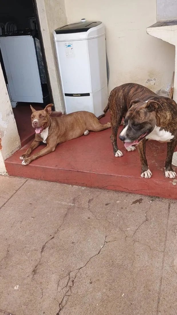 Cachorro raça SRD-ViraLata idade 6 ou mais anos nome Max,Babi