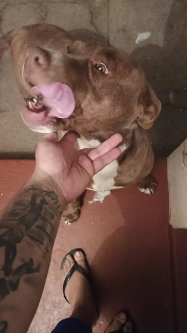 Cachorro raça SRD-ViraLata idade 6 ou mais anos nome Max,Babi