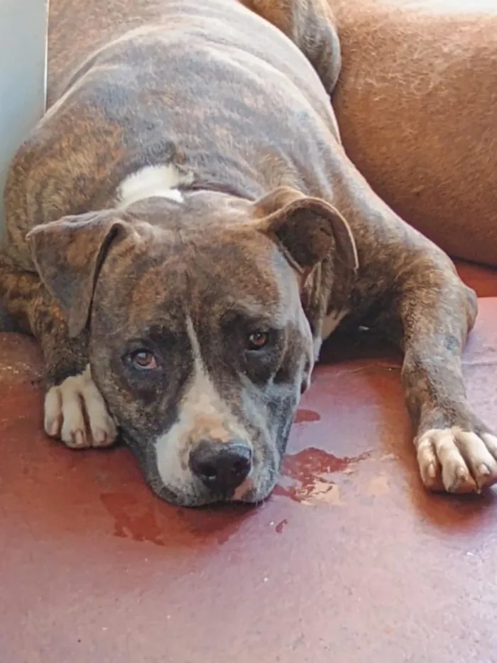 Cachorro raça SRD-ViraLata idade 6 ou mais anos nome Max,Babi