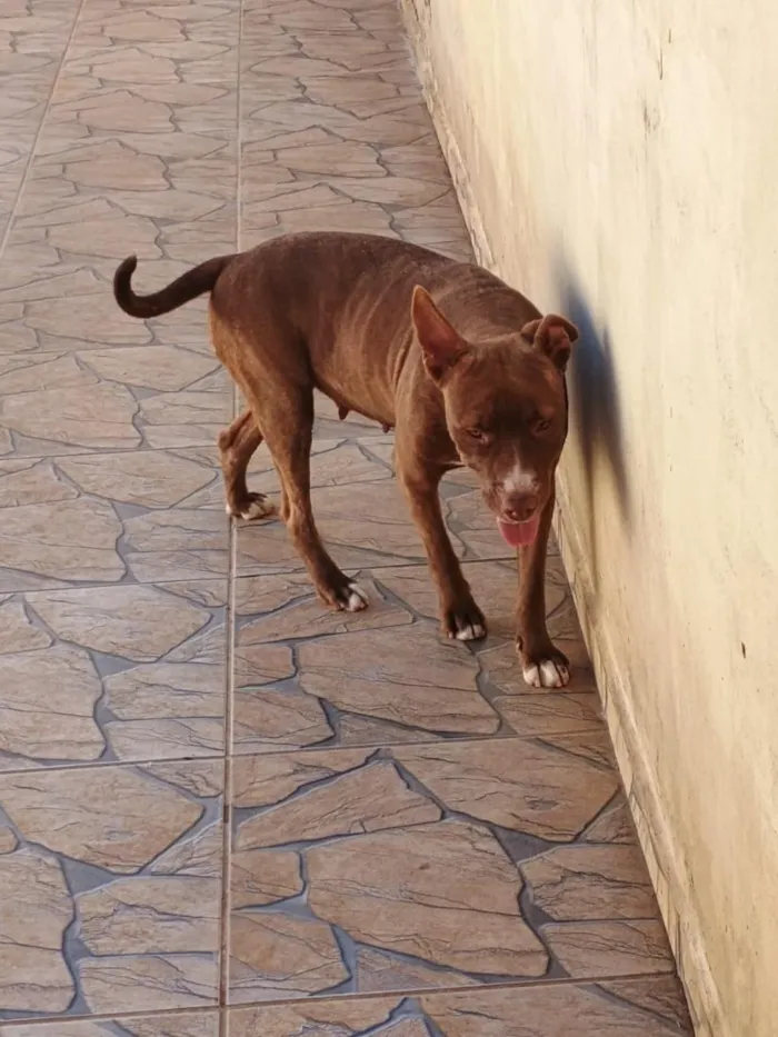 Cachorro raça SRD-ViraLata idade 6 ou mais anos nome Max,Babi
