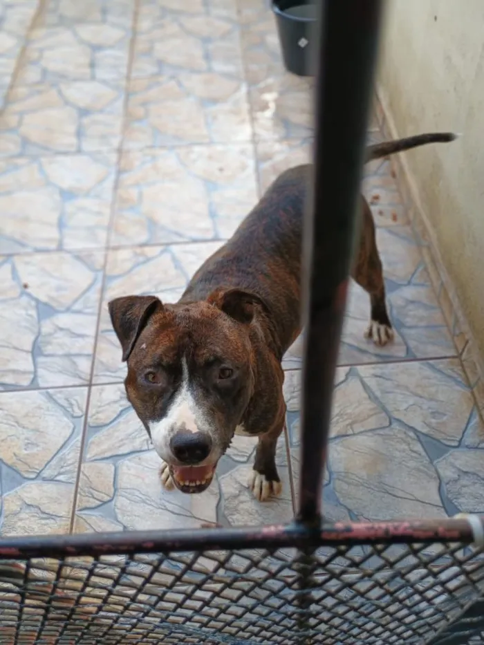 Cachorro raça SRD-ViraLata idade 6 ou mais anos nome Max,Babi