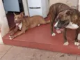 Max,Babi