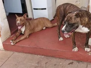 Cachorro raça SRD-ViraLata idade 6 ou mais anos nome Max,Babi