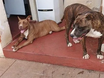 Cachorro raça SRD-ViraLata idade 6 ou mais anos nome Max,Babi