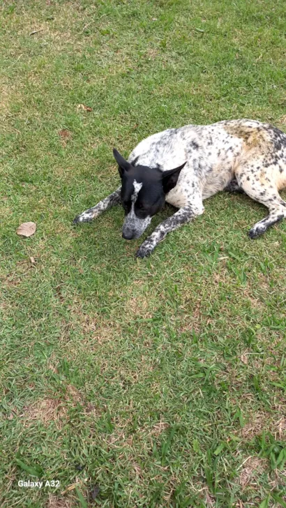 Cachorro raça SRD-ViraLata idade 1 ano nome Jack 