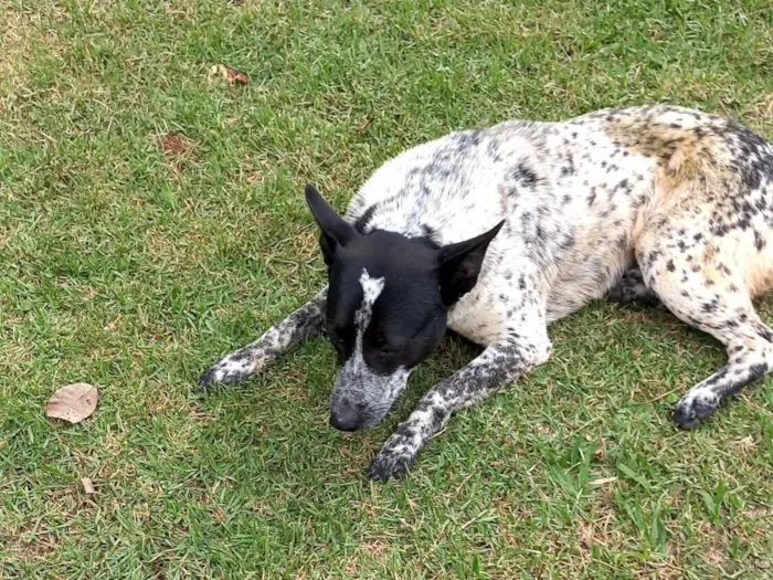 Cachorro raça SRD-ViraLata idade 1 ano nome Jack 