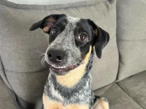 Cachorro raça Pastor Alemão idade 7 a 11 meses nome safira 