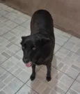 Mel